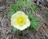 Pulsatilla orientali-sibirica