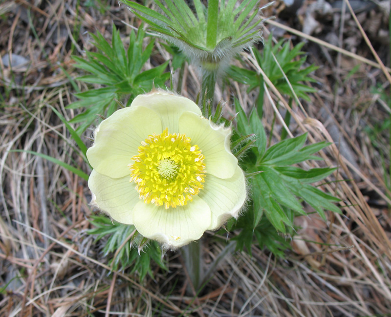 Image of Pulsatilla orientali-sibirica specimen.