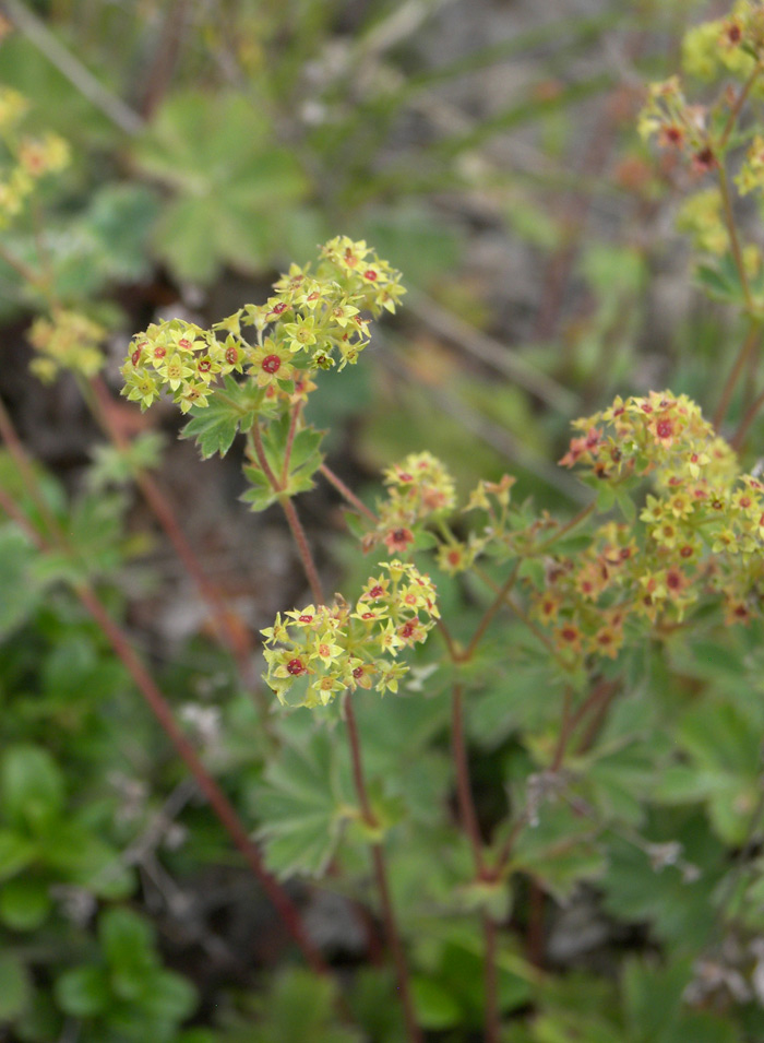 Изображение особи Alchemilla rigida.