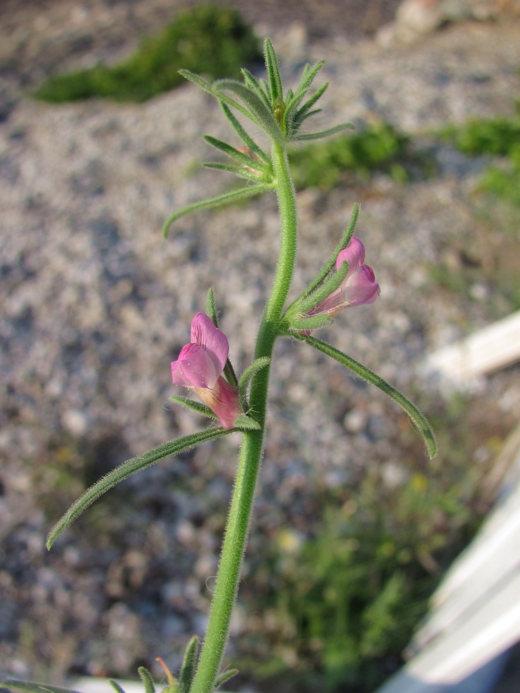 Image of Misopates orontium specimen.