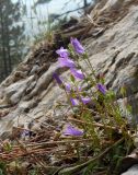 Campanula taurica. Цветущие растения. Южный берег Крыма, урочище Таракташ, на скалах. 23 сентября 2012 г.