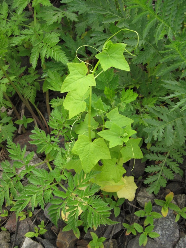 Изображение особи Echinocystis lobata.