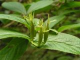 Weigela middendorffiana