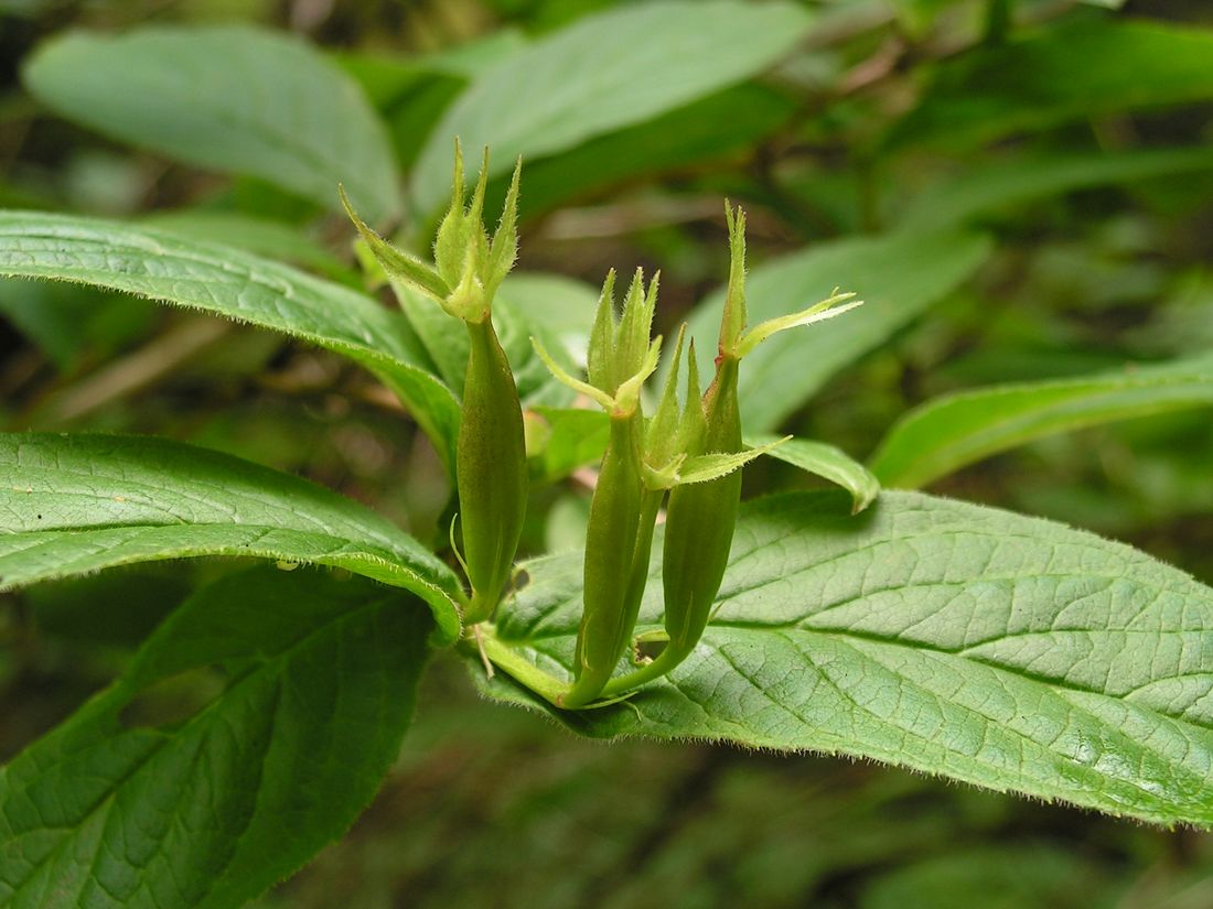 Image of Weigela middendorffiana specimen.