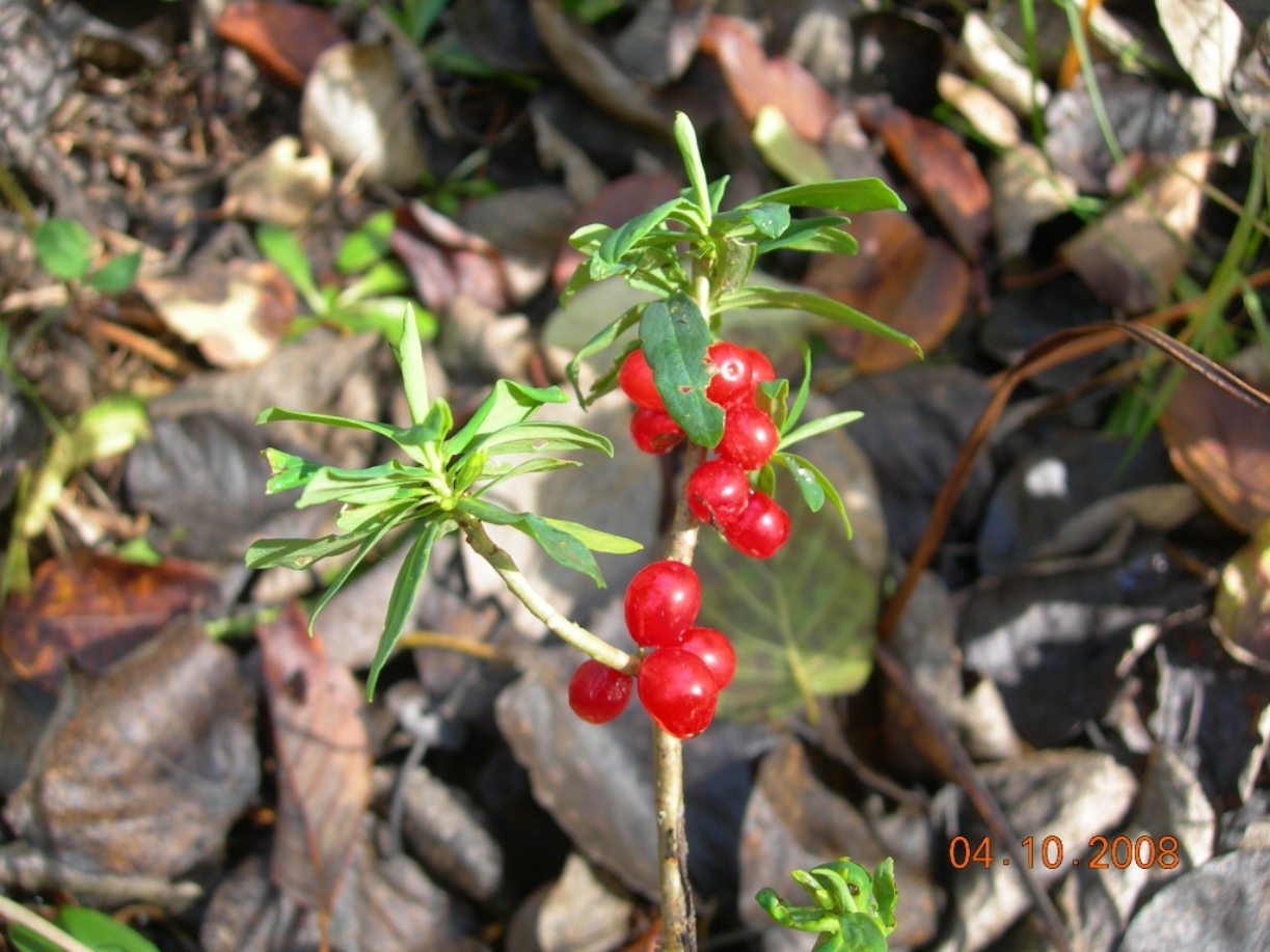 Image of Daphne koreana specimen.