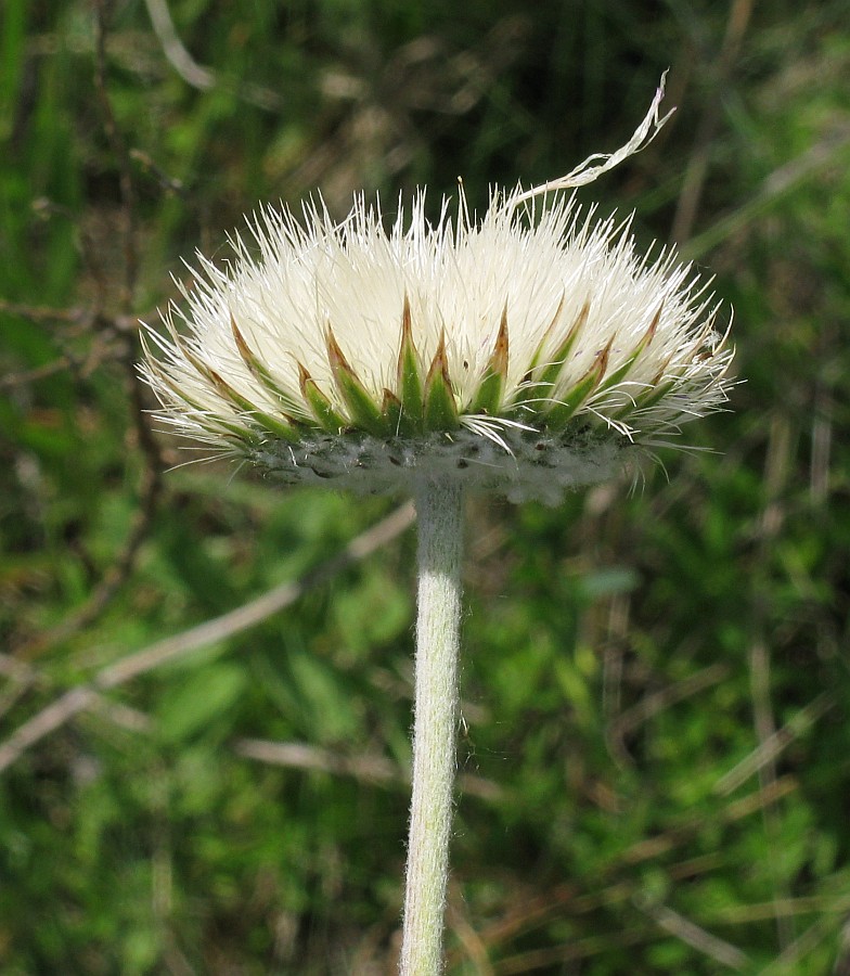 Image of Jurinea arachnoidea specimen.