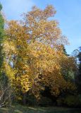 Platanus × acerifolia