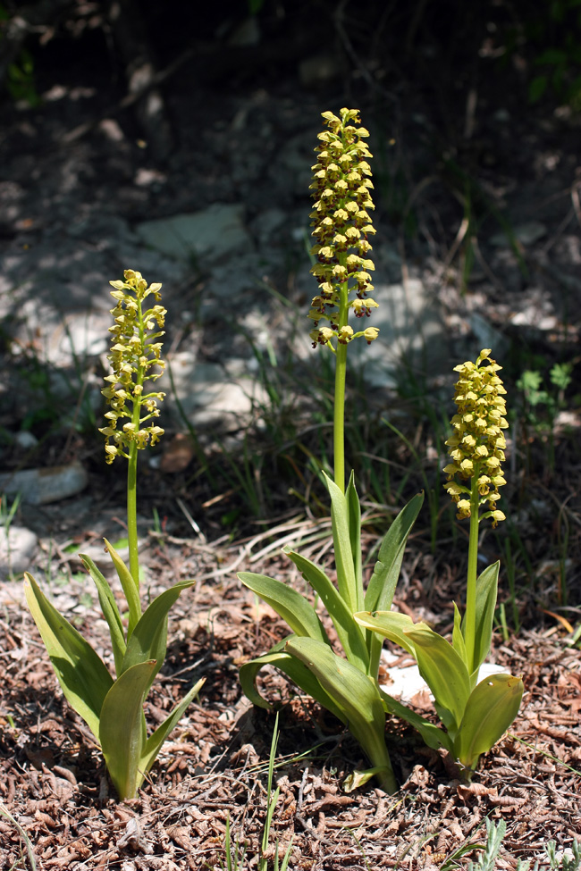 Image of Orchis punctulata specimen.