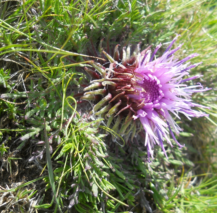 Изображение особи Jurinella moschus.