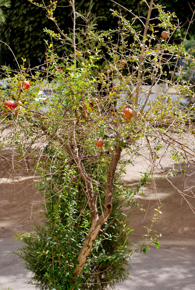 Image of Punica granatum specimen.