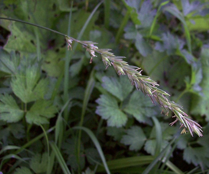 Изображение особи Elytrigia repens.