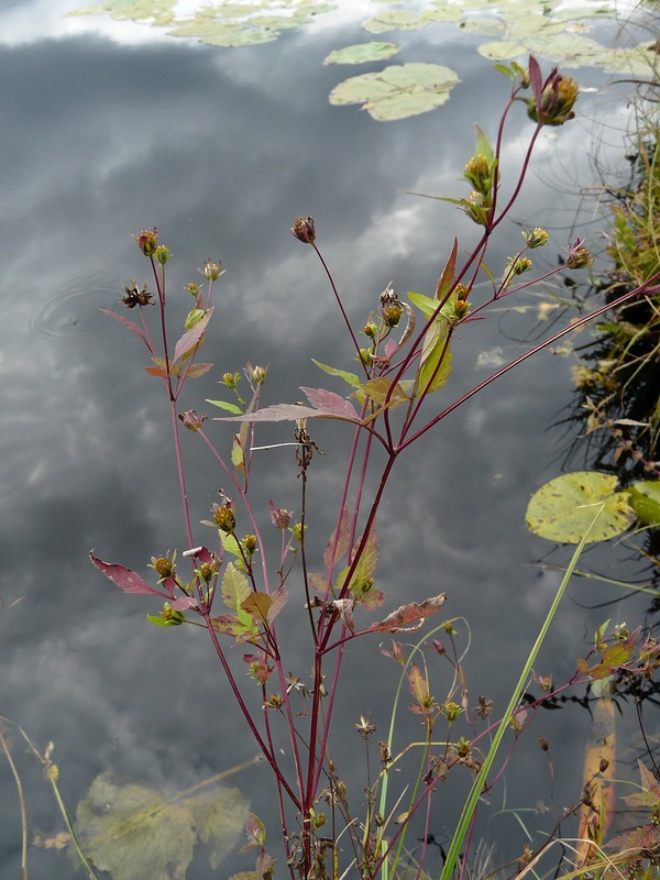 Image of Bidens frondosa specimen.