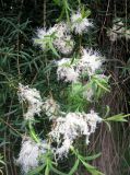 Melaleuca alternifolia. Цветущие побеги. Франция, Приморские Альпы, г. Ницца, сквер Leclerc у площади Массена. 20.06.2012.