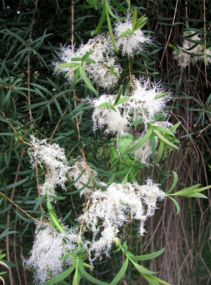 Image of Melaleuca alternifolia specimen.