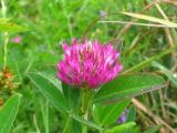 Trifolium medium