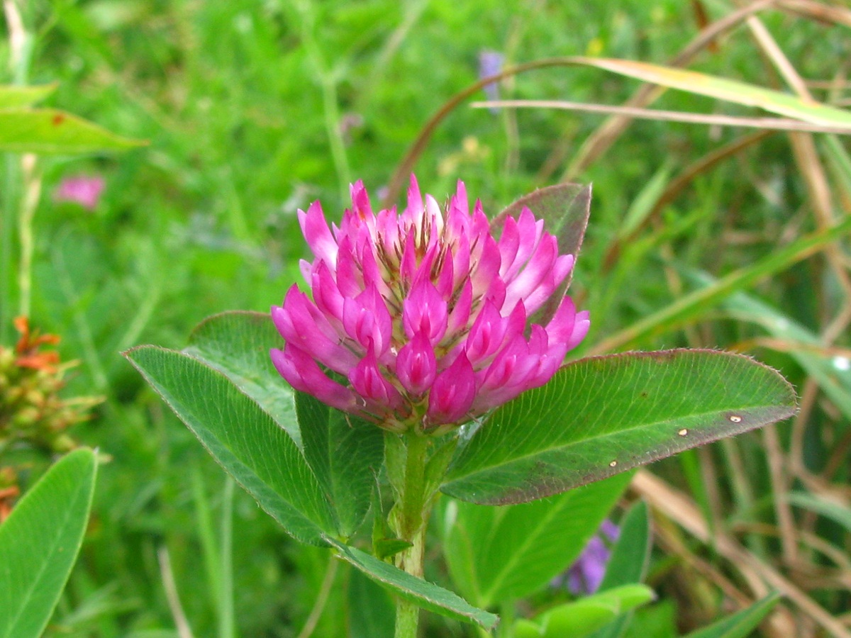 Изображение особи Trifolium medium.