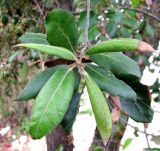 Quercus ilex