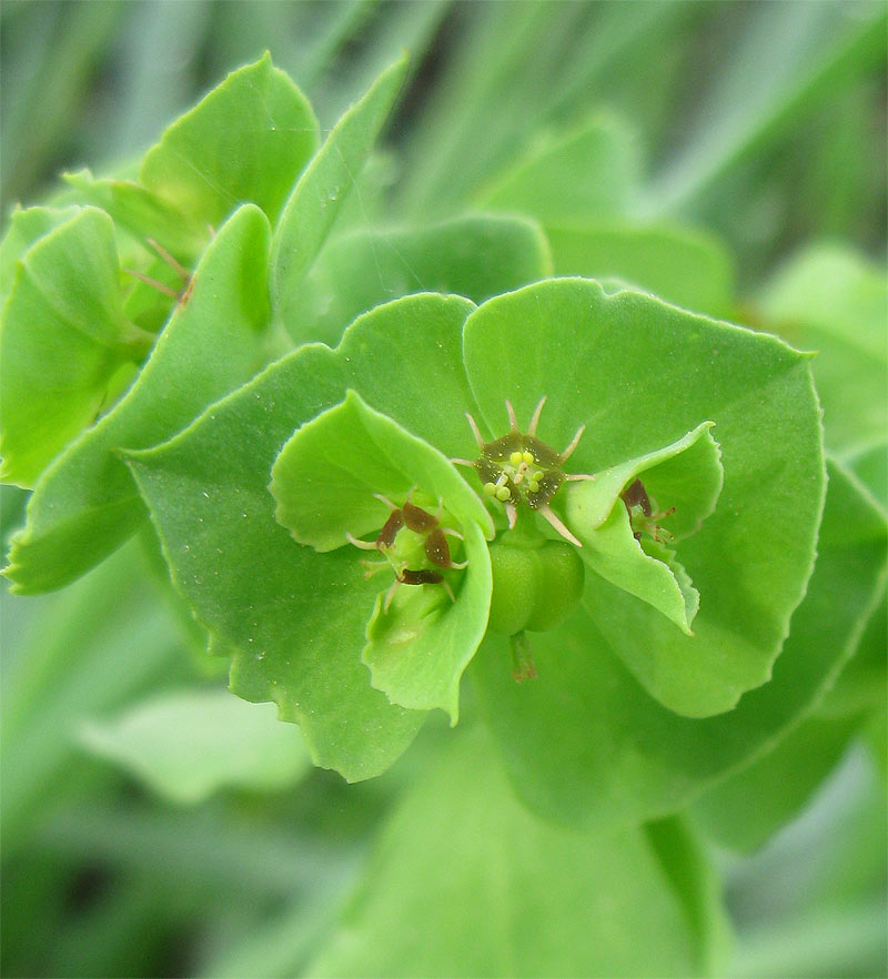 Изображение особи Euphorbia peplus.