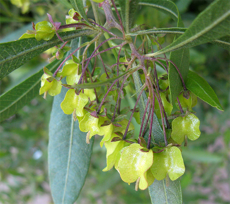 Изображение особи Dodonaea viscosa.