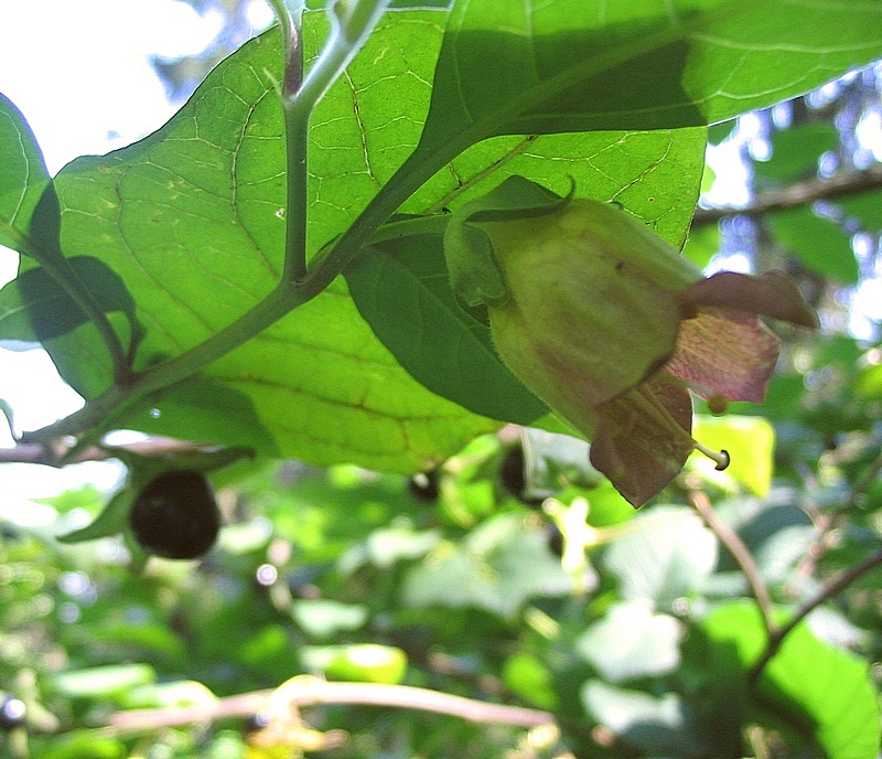 Image of Atropa bella-donna specimen.