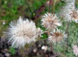 Antennaria dioica. Соплодия. Якутия (Саха), Нерюнгринский р-н, окр. пос. Чульман, берег р. Чульман. 20.07.2012.