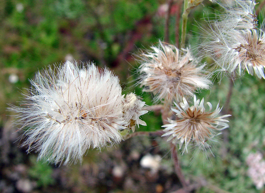 Изображение особи Antennaria dioica.