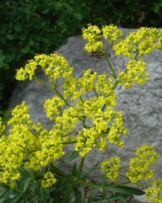 Image of Patrinia intermedia specimen.