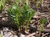 Hylotelephium triphyllum. Вегетирующие растения. Украина, г. Запорожье, возле оз. Кушугум, под деревьями. 20.04.2013.