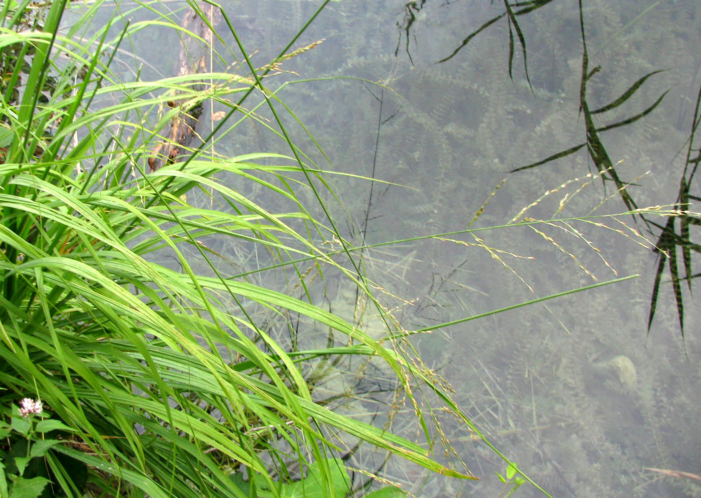 Image of Molinia caerulea specimen.