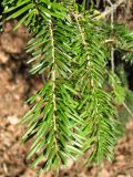 Abies sibirica