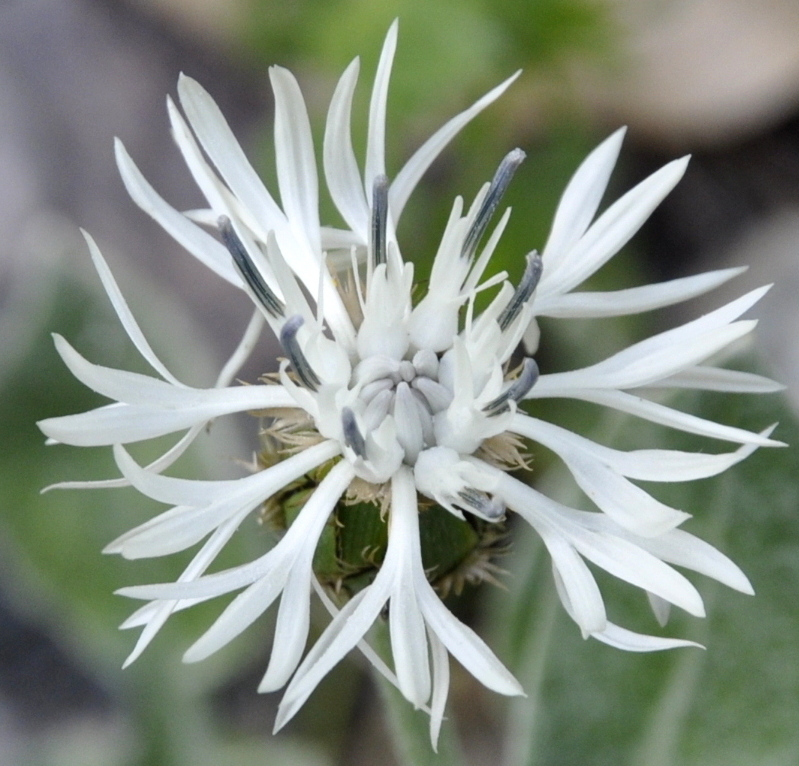 Image of Centaurea pindicola specimen.