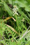 Astragalus peduncularis