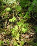 Geranium pusillum