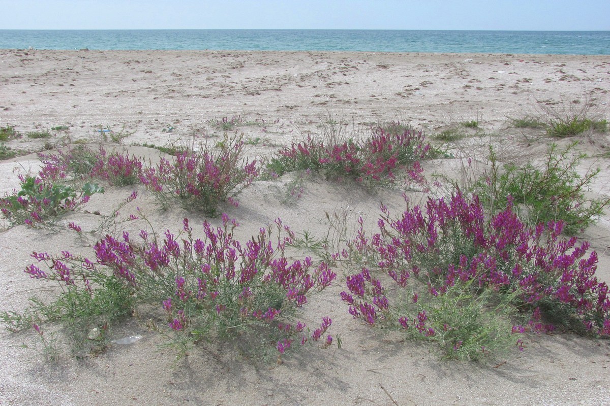 Изображение особи Astragalus varius ssp. eupatoricus.