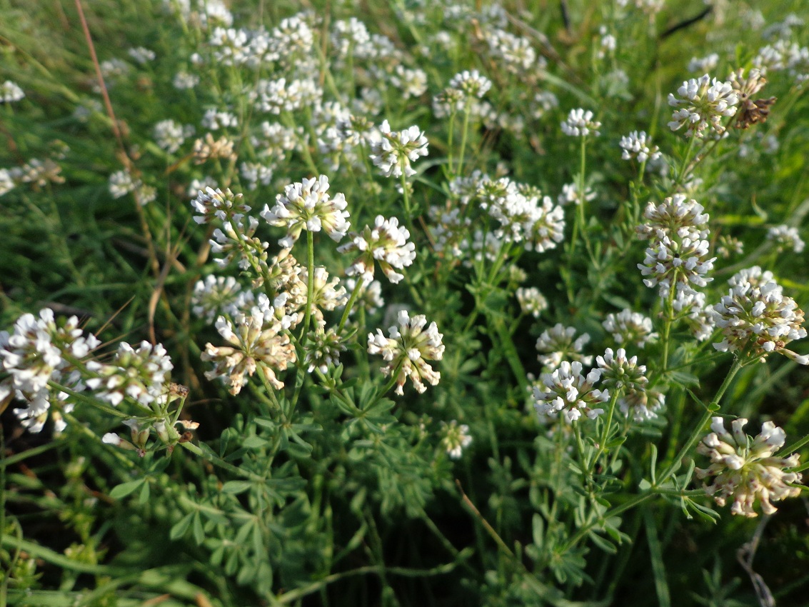 Изображение особи Dorycnium herbaceum.