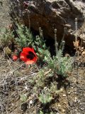 Papaver bipinnatum