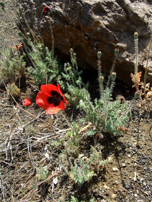 Image of Papaver bipinnatum specimen.