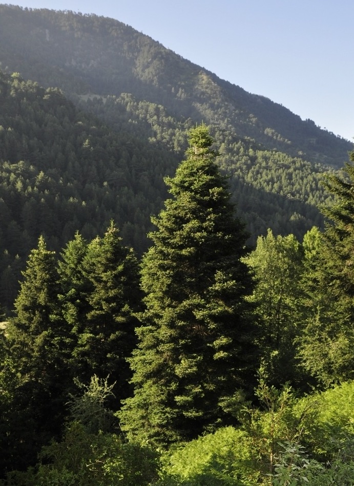 Image of Abies borisii-regis specimen.