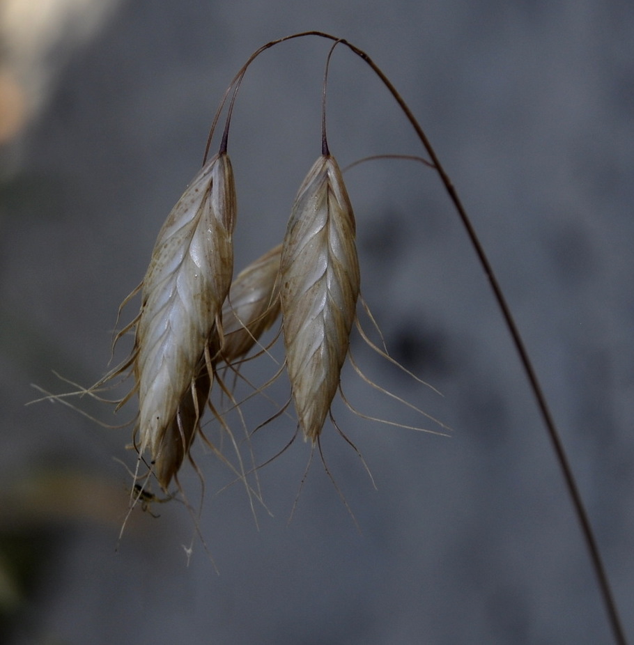 Изображение особи Bromus squarrosus.