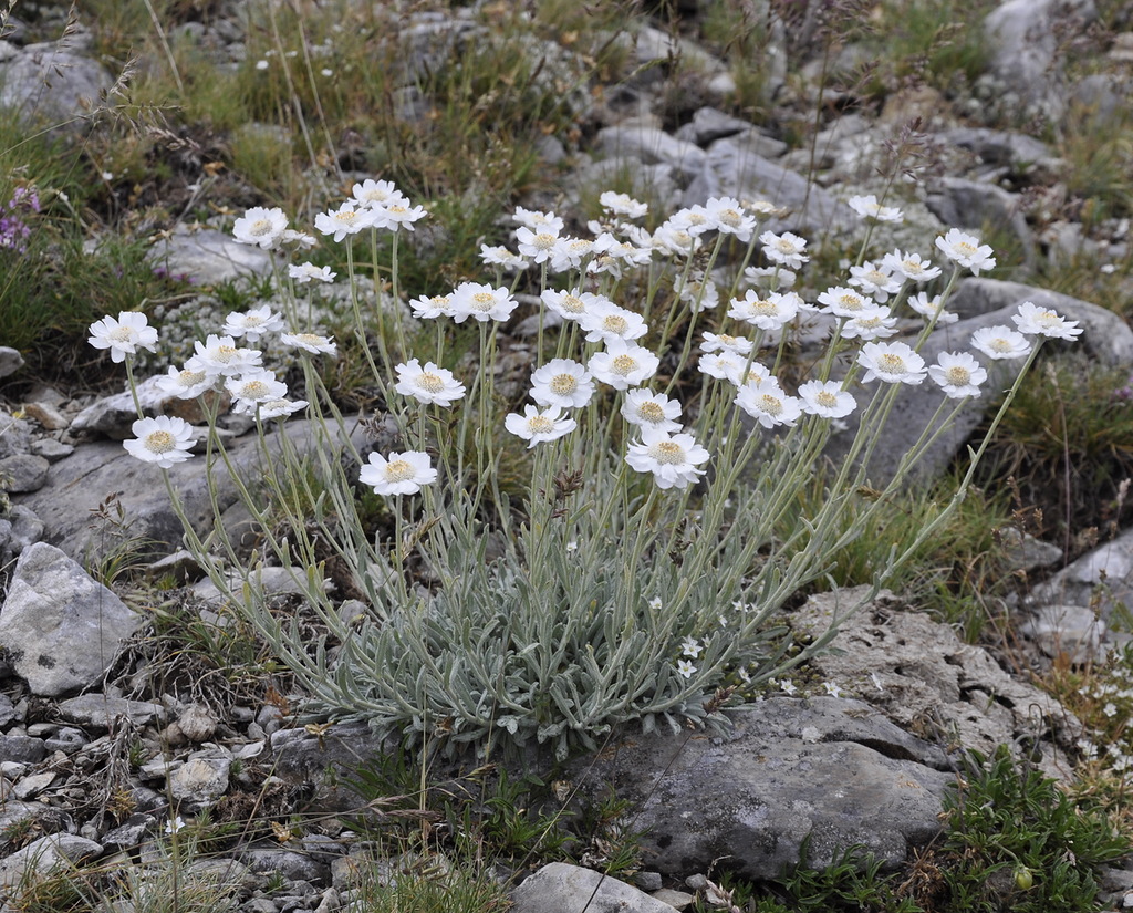 Image of Achillea ageratifolia specimen.