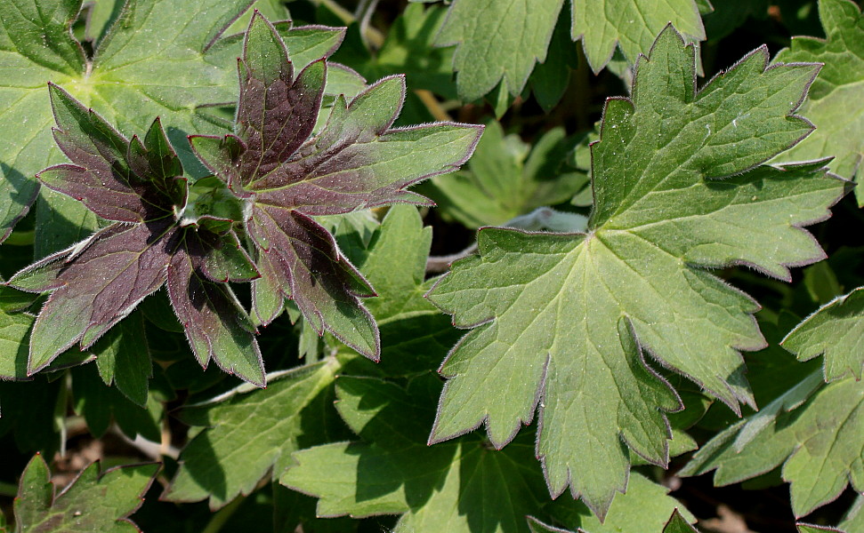 Изображение особи Geranium wlassovianum.