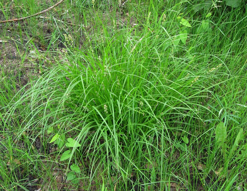 Image of Carex muricata specimen.