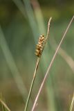 Carex panicea