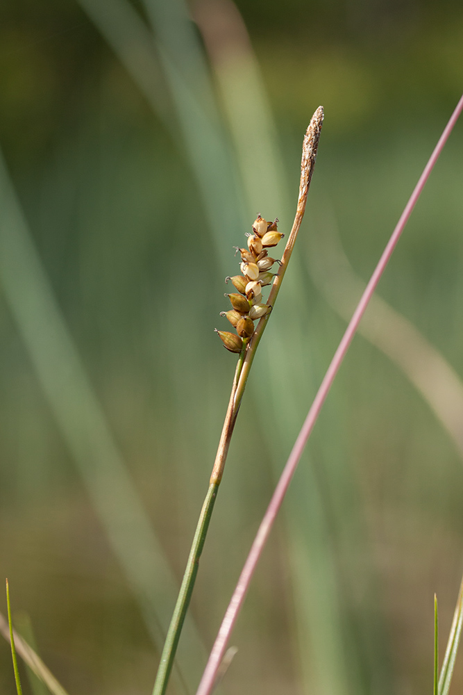 Изображение особи Carex panicea.