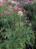 Echinops