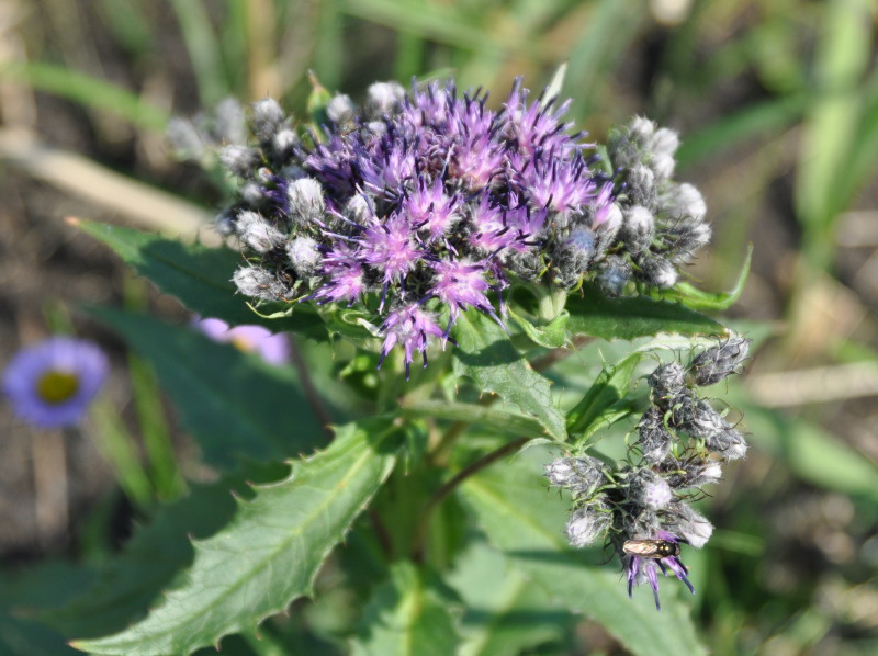Изображение особи Saussurea pseudotilesii.