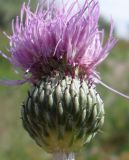 Cirsium canum