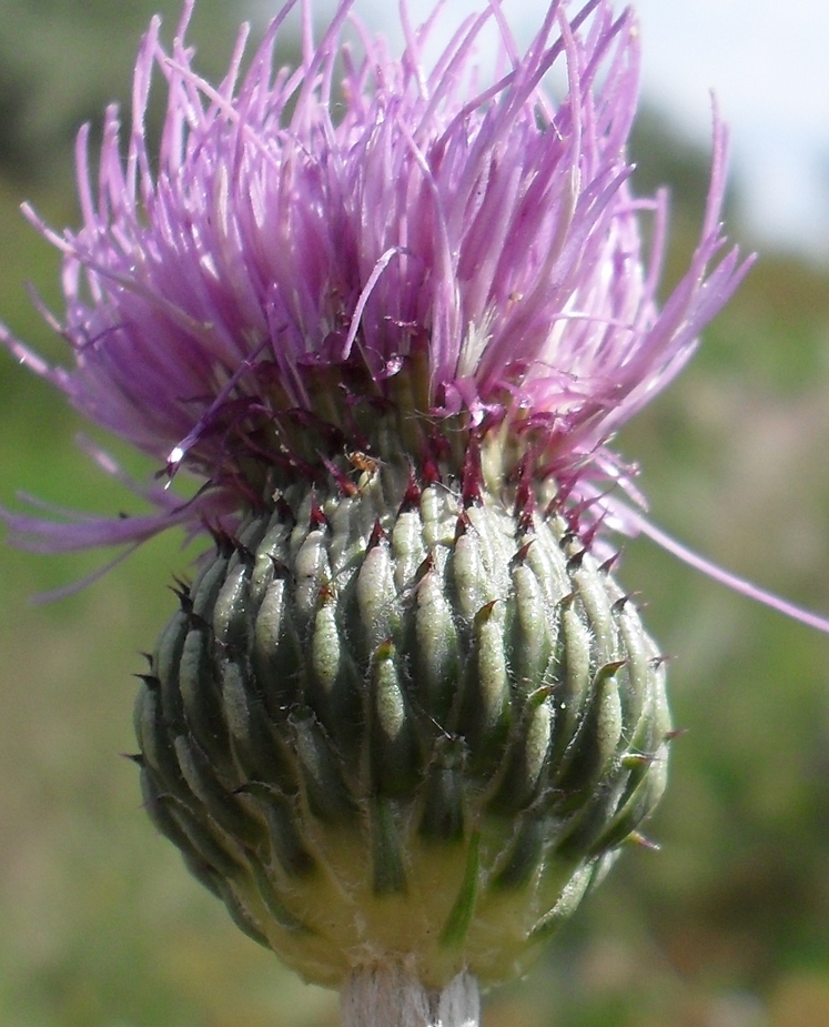 Изображение особи Cirsium canum.