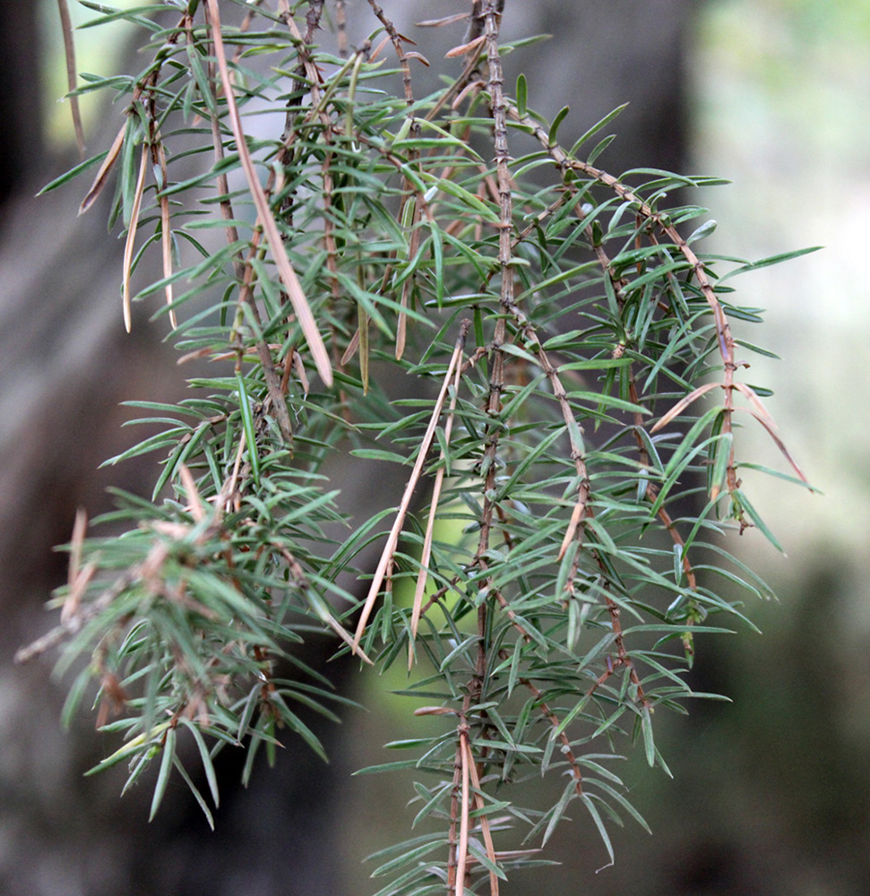 Изображение особи Juniperus communis.