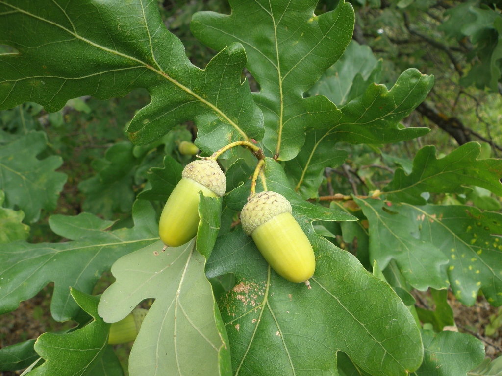 Image of Quercus robur specimen.